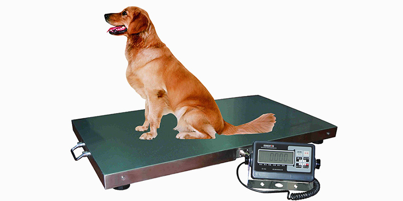 什么是電子動(dòng)物稱